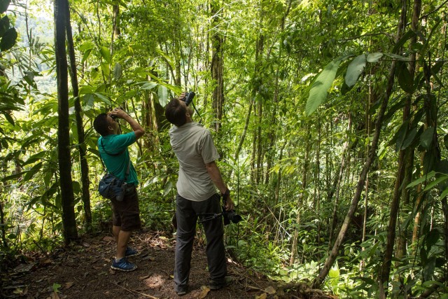 Tortuguero: Dagwandeling in het Nationaal Park Tortuguero