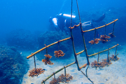 Playa de Qantab: Descubre la experiencia del submarinismo