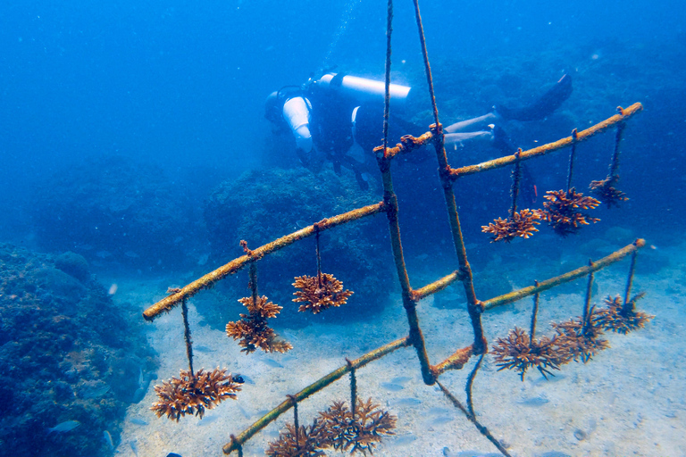 Playa de Qantab: Descubre la experiencia del submarinismo