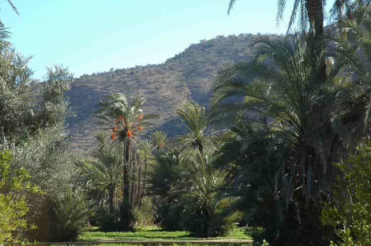 Taroudant und Tiout Oase Ausflug mit Mittagessen | GetYourGuide