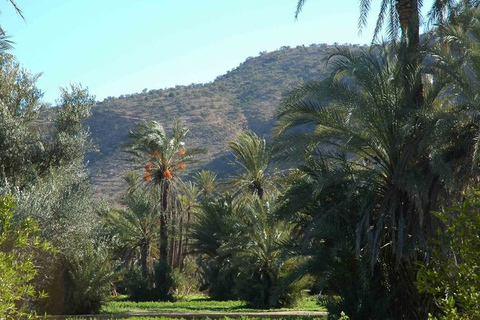 Taroudant and Tiout Oasis Trip With Lunch