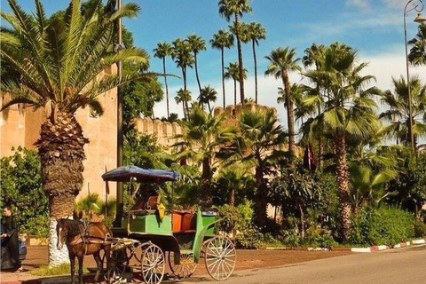 Taroudant and Tiout Oasis Trip With Lunch