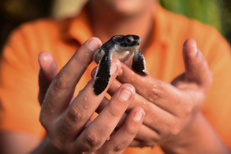 Von Kalutara aus: Madu River Safari und Besuch der SchildkrötenbrutstätteVon Waskaduwa aus: Madu River Safari & Besuch der Schildkrötenbrutstätte
