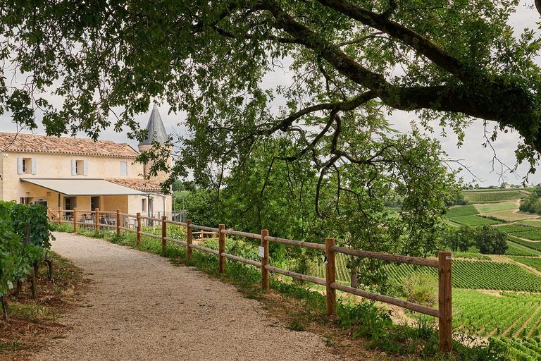 Saint-Emilion: Visita guidata alla cantina Grand Cru Classé e picnicGiro in francese