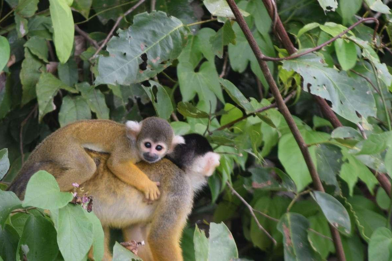 TAMBOPATA AMAZON WILD 3D/2N