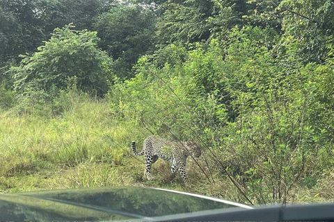 Kigali: 7-Day Safari, Wildlife Immersion, Big 5 to Gorillas