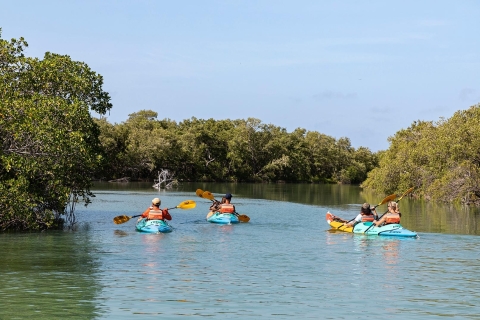 Holbox : Kayak guidé dans les mangroves de Holbox