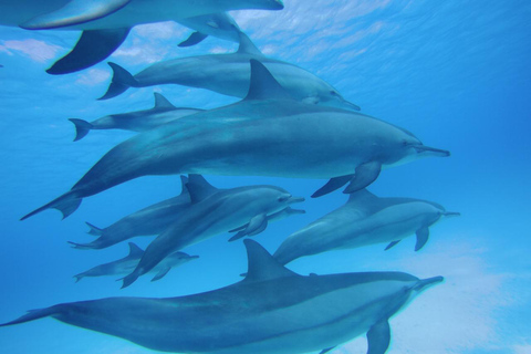 Marsa Alam: Sataya Reef Dolphin House Passeio de barco com snorkeling