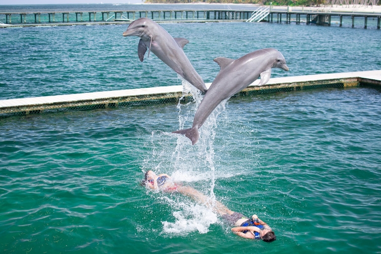 Punta Cana: Experiencia con delfines en el marDelfín Real