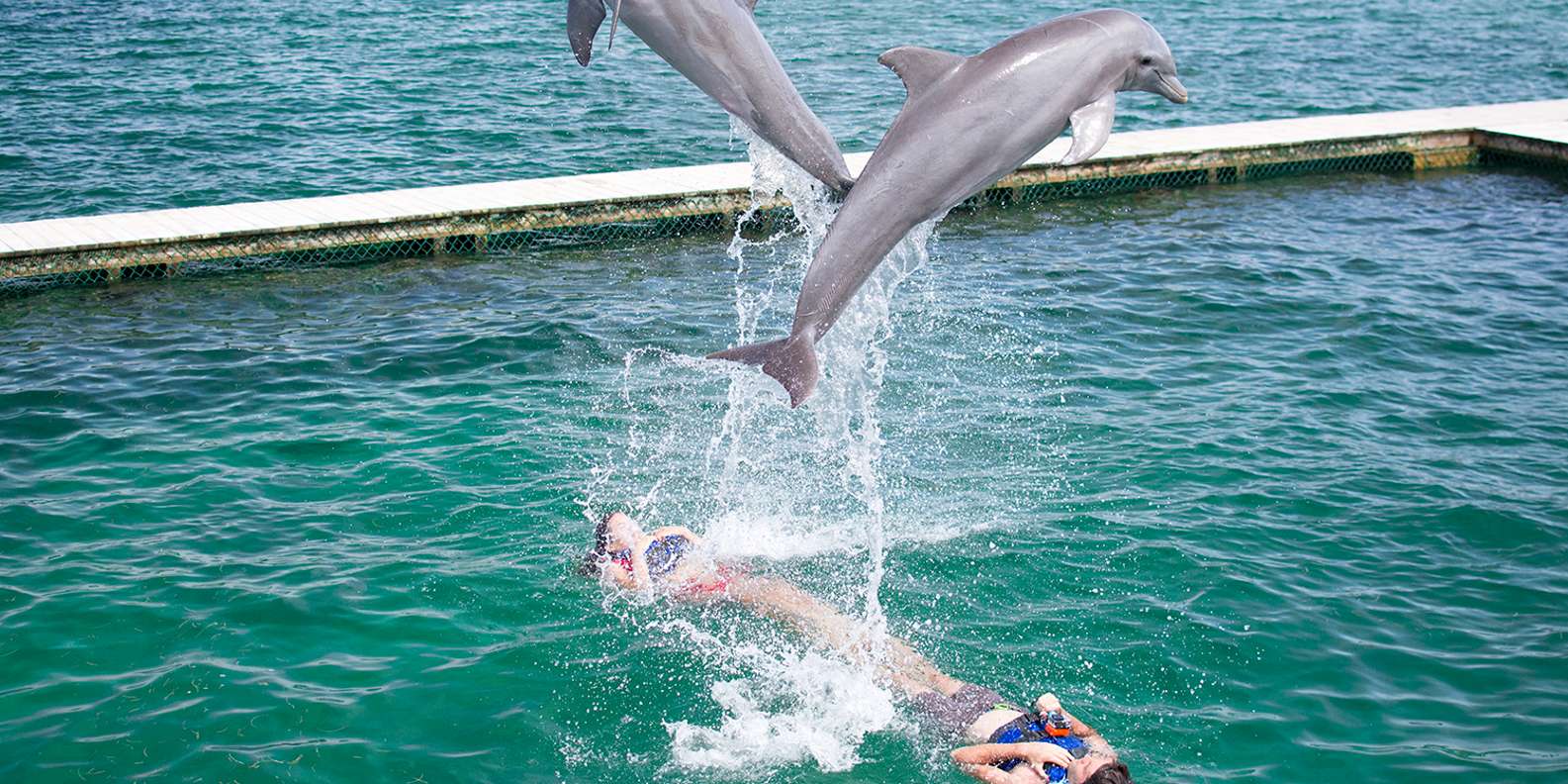 Punta Cana: Dolphin Experience in the Sea | GetYourGuide