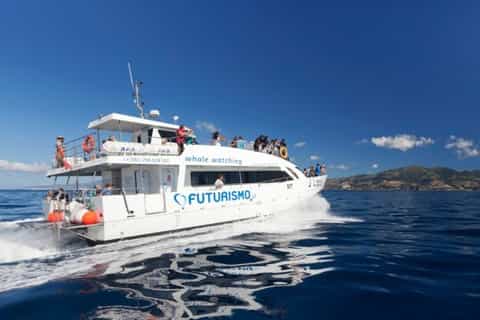 whale and dolphin watching trip from ponta delgada