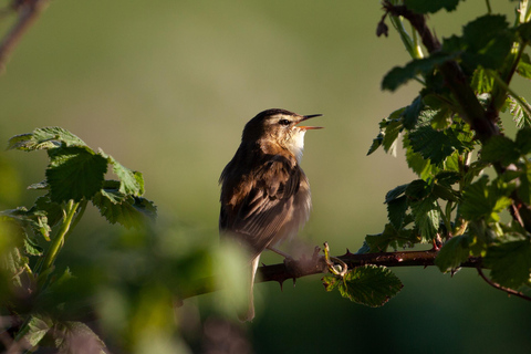 Yerevan: Private Birdwatching Experience
