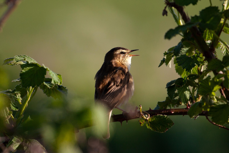 Yerevan: Private Birdwatching Experience