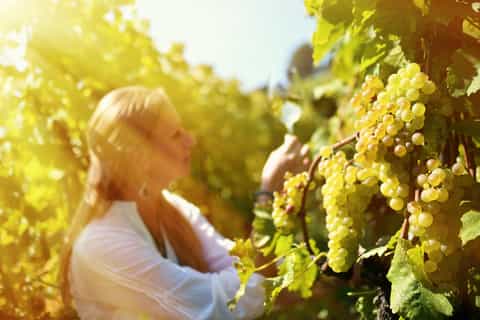 Frascati & Castelli Romani Private Wine Tour from Rome