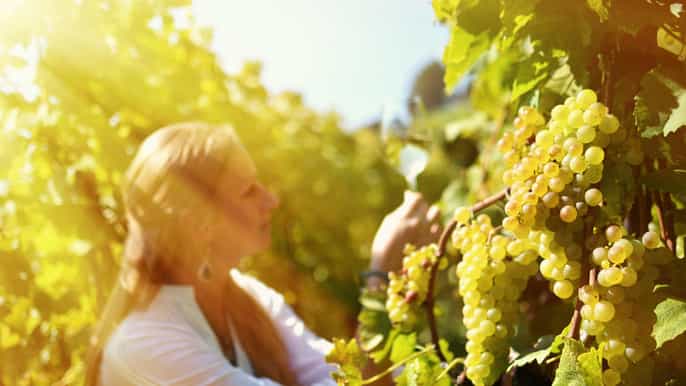 frascati castelli romani private wine tour from rome
