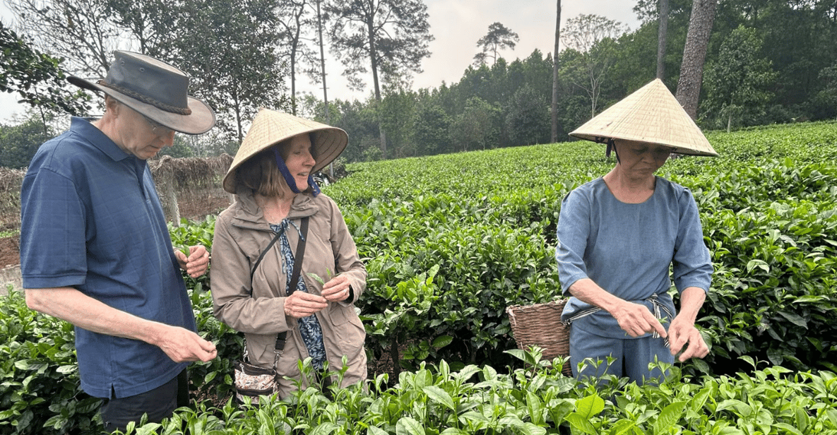 Tea Vi Hanoi Eco Tour: Ba Vi kansallispuiston ihmeet & teeviljelmä: Ba Vi ...