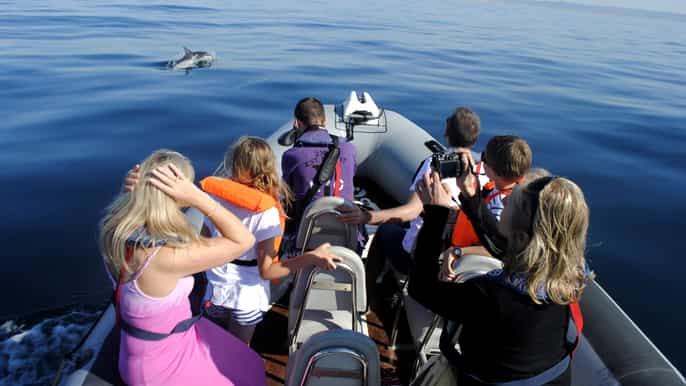 algarve excursão ecológica e observação de golfinhos