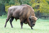 Van Warschau, kleine groep tournee naar Bialowieza National Park - Housity