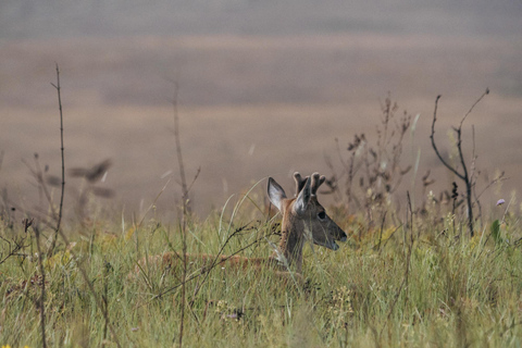 From São Paulo: 5-Day Serra da Canastra Wildlife Safari
