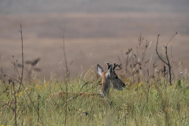 From São Paulo: 5-Day Serra da Canastra Wildlife Safari