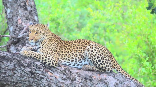 Visit Kruger Park Full Day Guided Tour in Kruger National Park