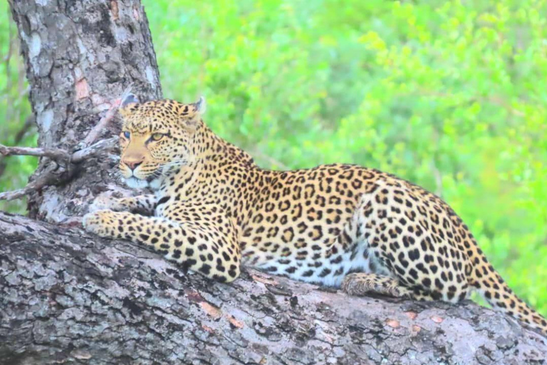 Explore o Kruger Park e Sabi Sands por 4 dias e 3 noitesExplora Joanesburgo: 4 dias no Parque Nacional Kruger