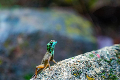 Kanneliya the Biodiversity Hot Spot Trekking from Galle