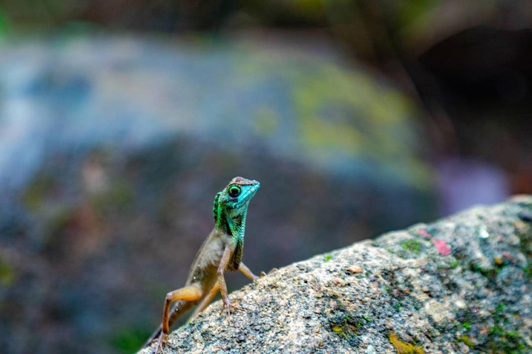 Kanneliya the Biodiversity Hot Spot Trekking from Galle