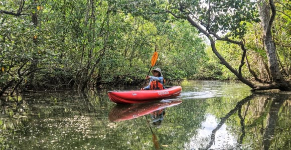 Bohol: Sustainable Mangrove Tunnels & Firefly Kayaking trail