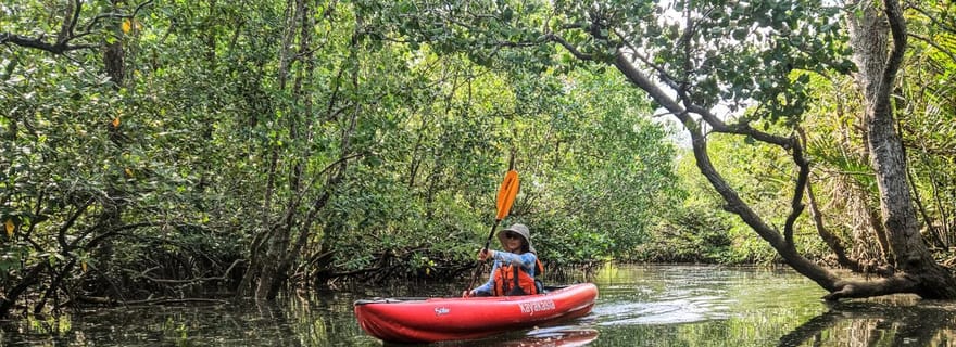 Bohol : tunnels de mangroves durables et parcours en kayak pour observer les lucioles