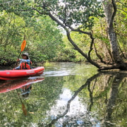 Bohol: Sustainable Mangrove Tunnels & Firefly Kayaking trail