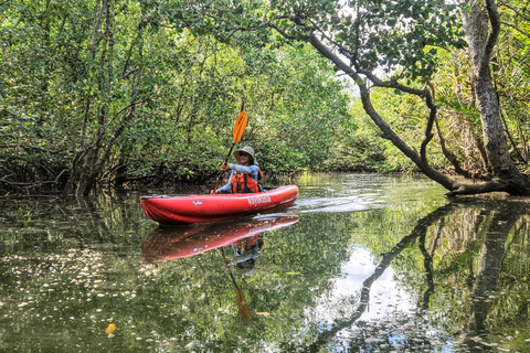 Bohol: SUSTAINABLE Mangrove Tunnels & Firefly Kayaking trail