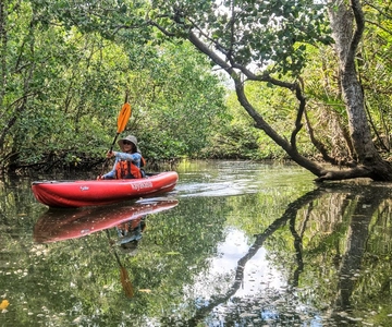 Bohol: SUSTAINABLE Mangrove Tunnels & Firefly Kayaking trail