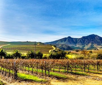 Wineland wonders: Cape Town’s exquisite journey
