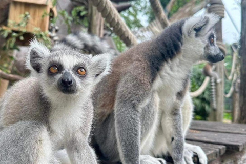 Ver Moo Deng no Jardim Zoológico Aberto de Khao Kheow