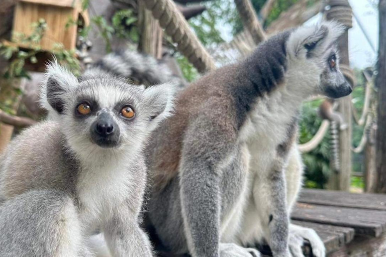 Moo Deng im offenen Zoo von Khao Kheow sehen