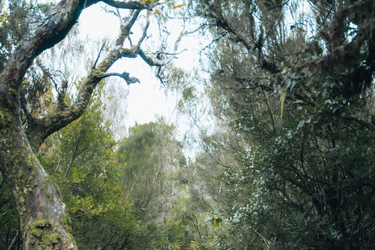 Funchal: Vereda do Fanal PR13 Hiking with Transfer & Guide