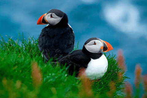 Sørvágur: Passeio de barco com papagaios-do-mar nas Ilhas Faroé