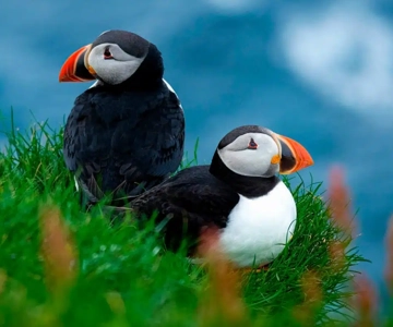 Sørvágur: Faroe Islands Puffin Boat Tour
