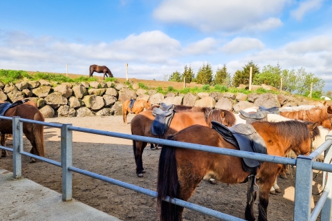 Reikiavik: tour a caballo por campo de lava