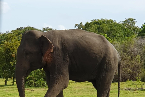 Minneriya National Park Jeep Safari - All Fees Included Minneriya NP Private Safari - Jeep & Entry fee- All included