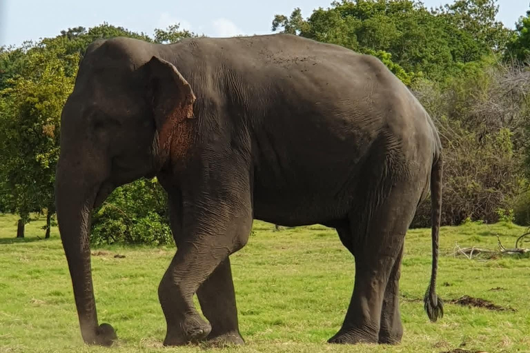 Minneriya National Park Jeep Safari - All Fees Included Minneriya NP Private Safari - Jeep & Entry fee- All included