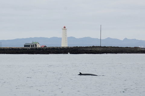 Reykjavik: Excursão de 3 horas para observação de baleiasReykjavík: Excursão Observação de Baleias de 3 Horas