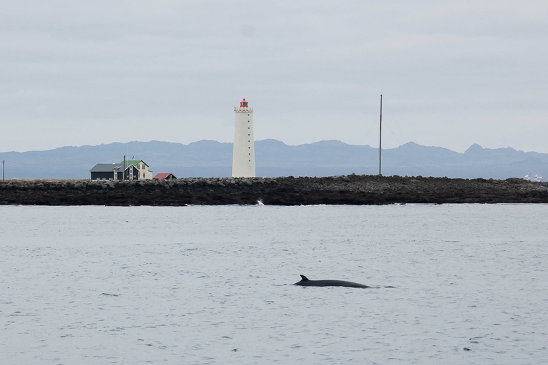 Reykjavik: Whale Watching Tour am Abend