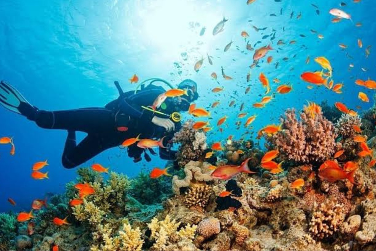 From Punta Cana: Catalina Island Snorkeling & Beach