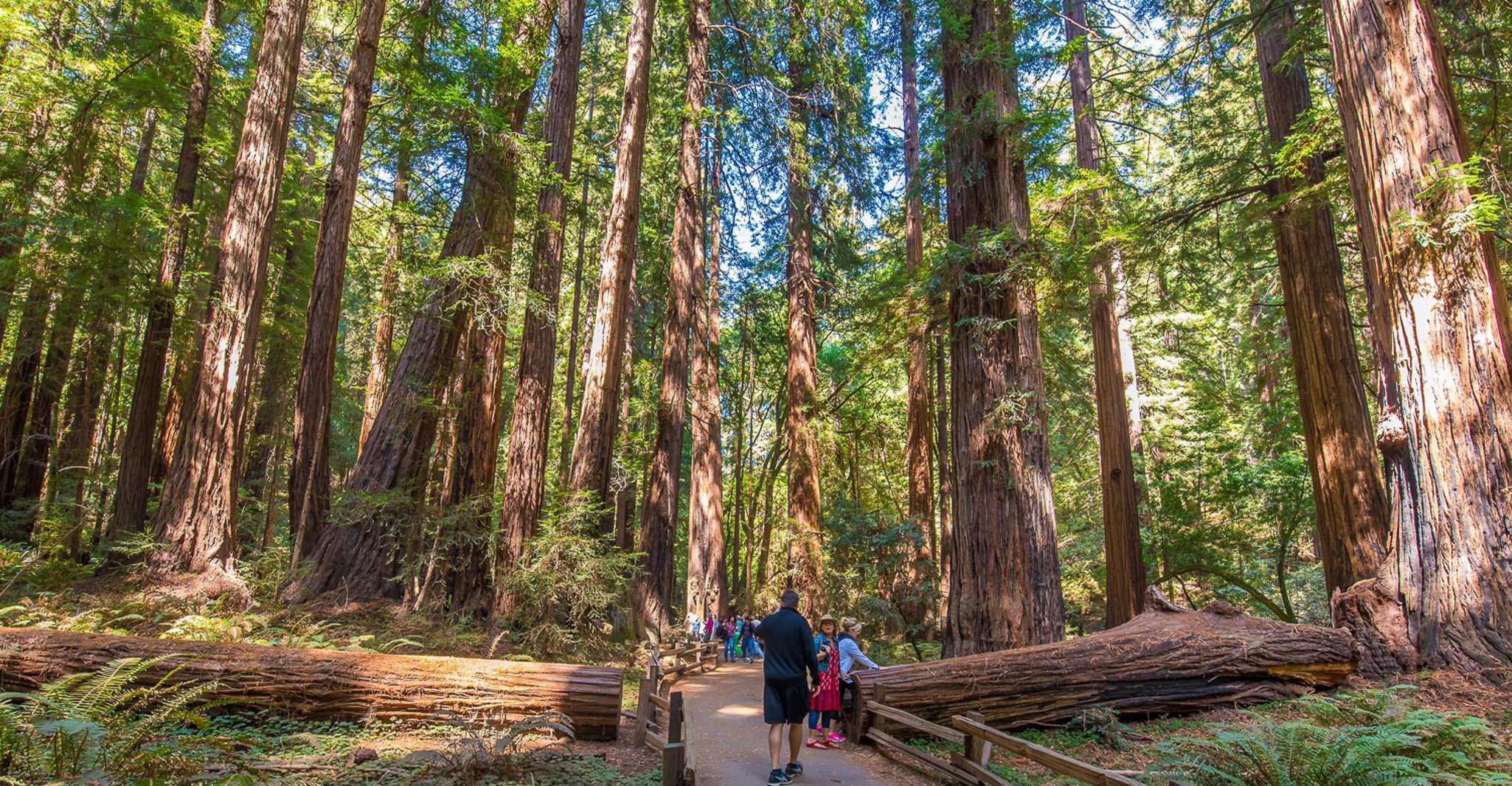 San Francisco: Muir Woods & City Tour Small Group