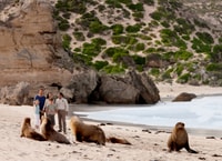 Kangaroo Island, Scenic, Nature & Wildlife Tour - Housity