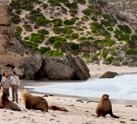 Safaris et vie sauvage