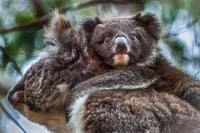 Kangaroo Island, Scenic, Nature & Wildlife Tour - Housity