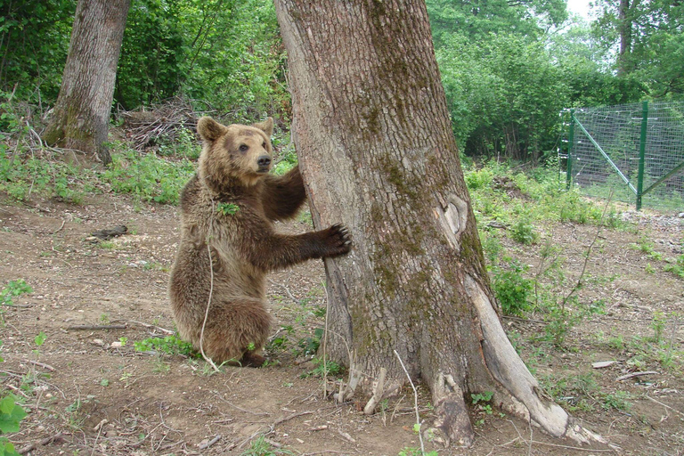 Brasov: Bear Sanctuary with Guaranteed Entry & Transfer